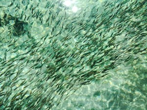 Palawan - philippines - fish